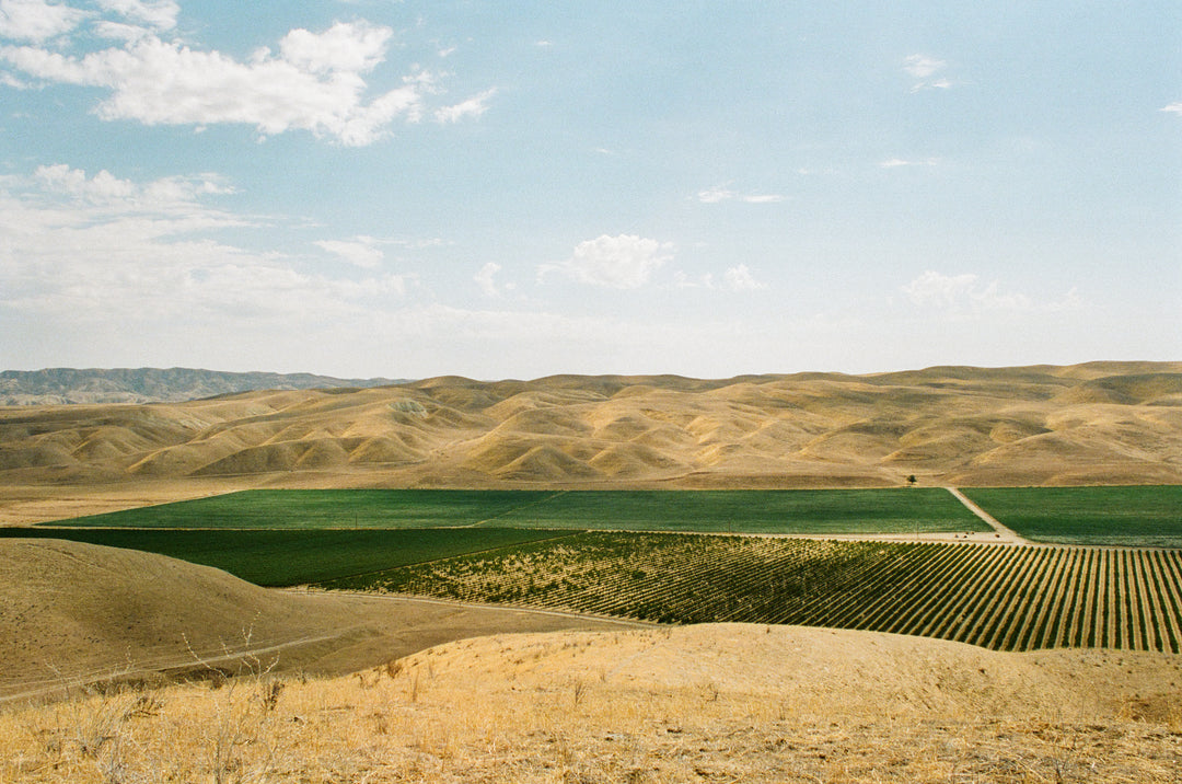 Shell Creek Vineyard