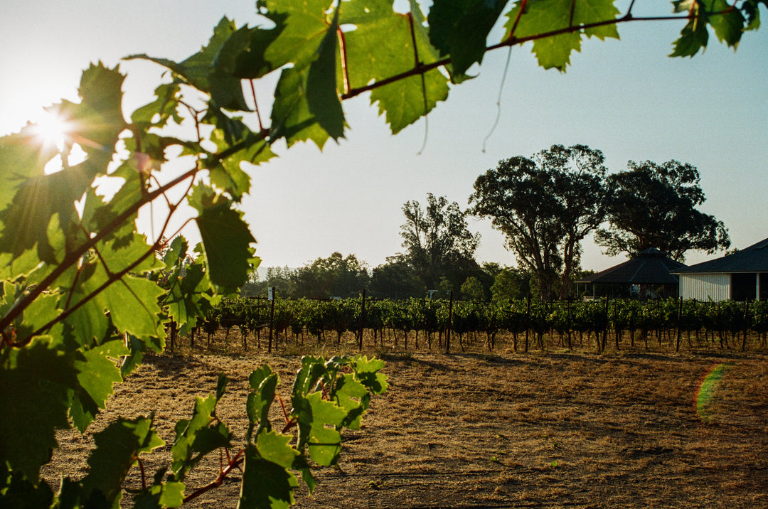 Michael Mara Vineyard