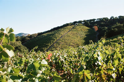 Arrowhead Mountain Vineyard