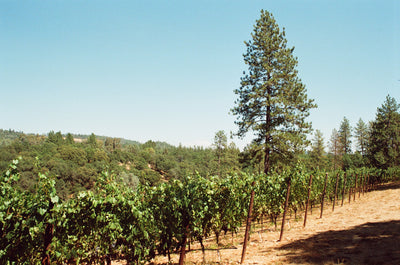 Lone Pine Vineyard