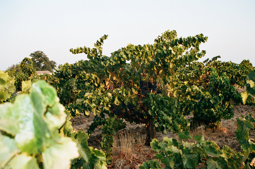 A lush and bushy grapevine basking in the morning sun