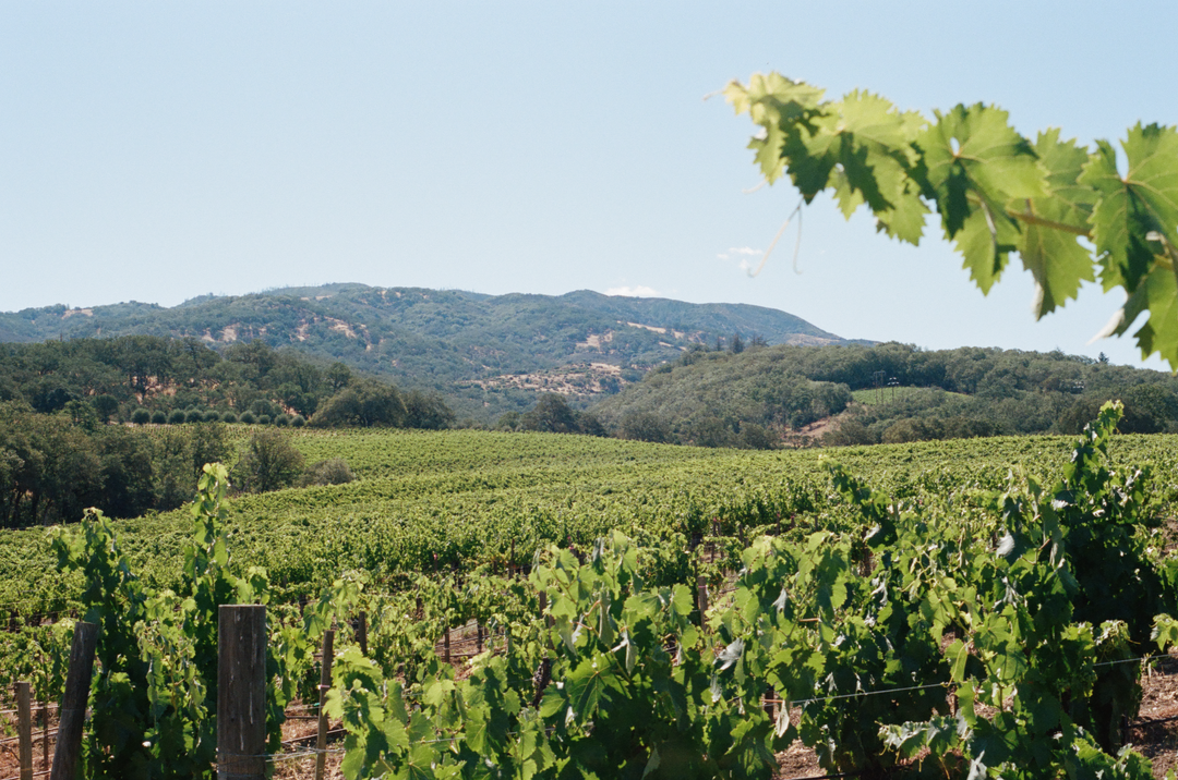 A vast lush green vineyard with mountains to the far east