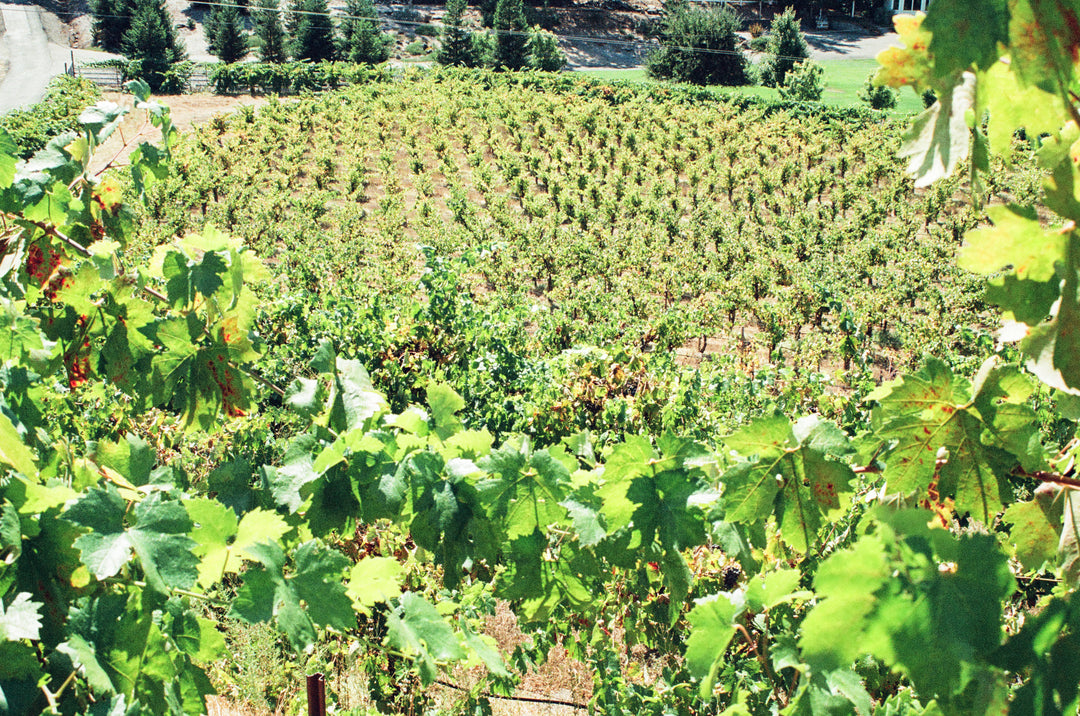 Buck Hill Vineyard