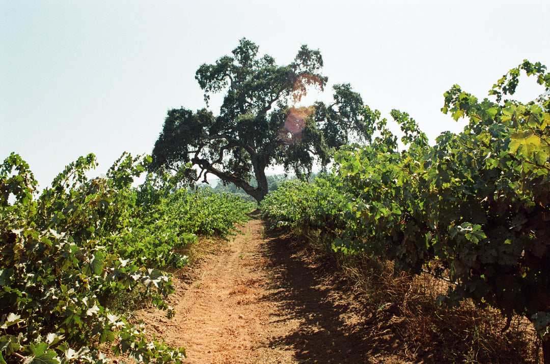 Massa Vineyard