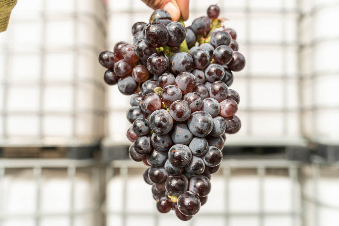 Making Grenache Noir (Rosé)