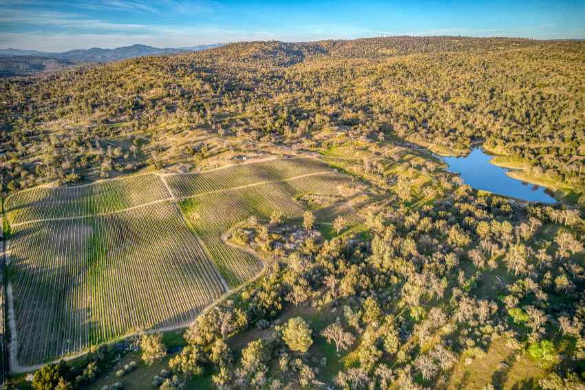 An aerial view of a vineyard with a pond to the right of it.