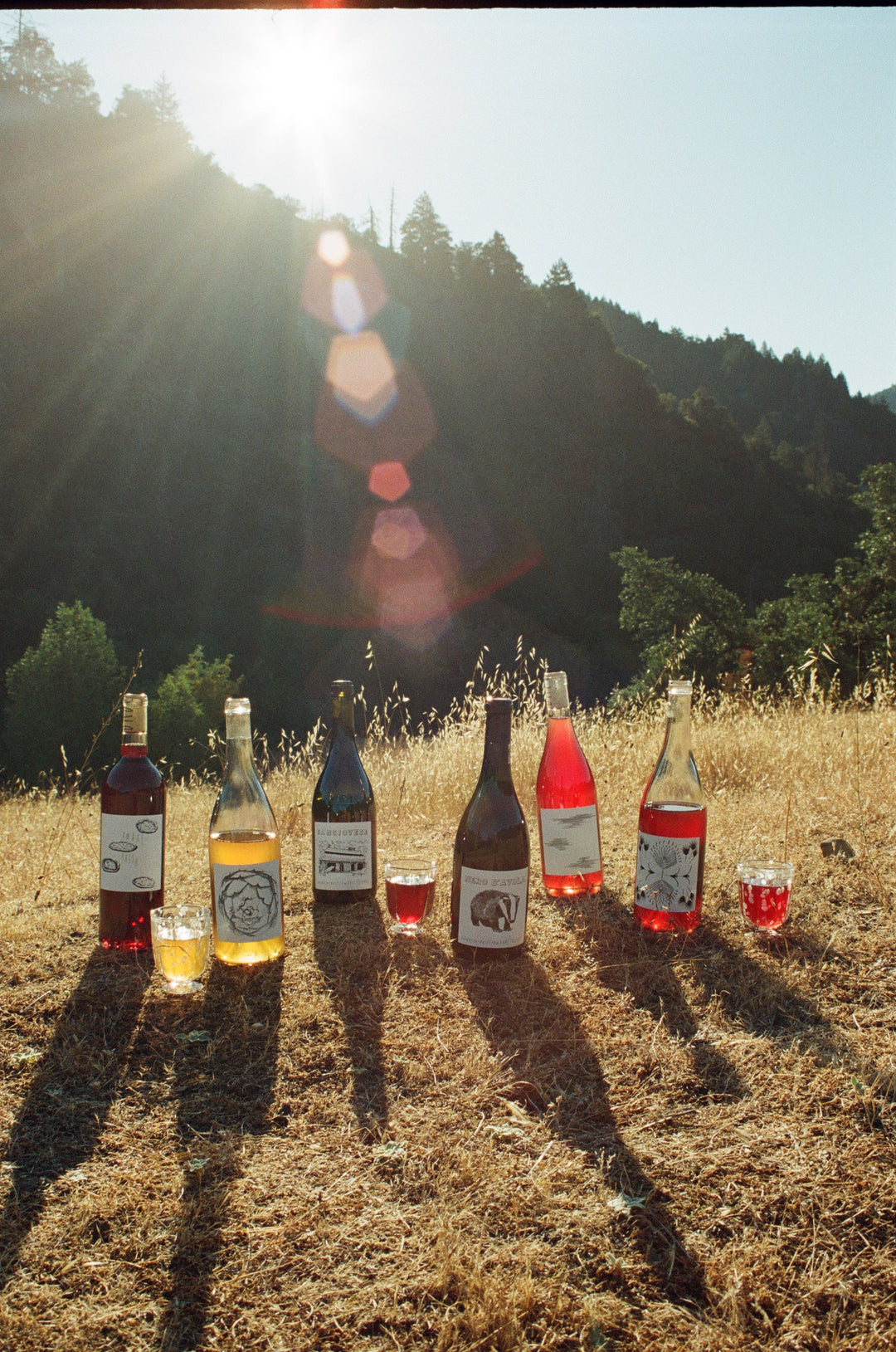 A bottle of red wine with a botanical label stands between two filled wine glasses. Fern leaf shadows are cast across the white background and over the objects.