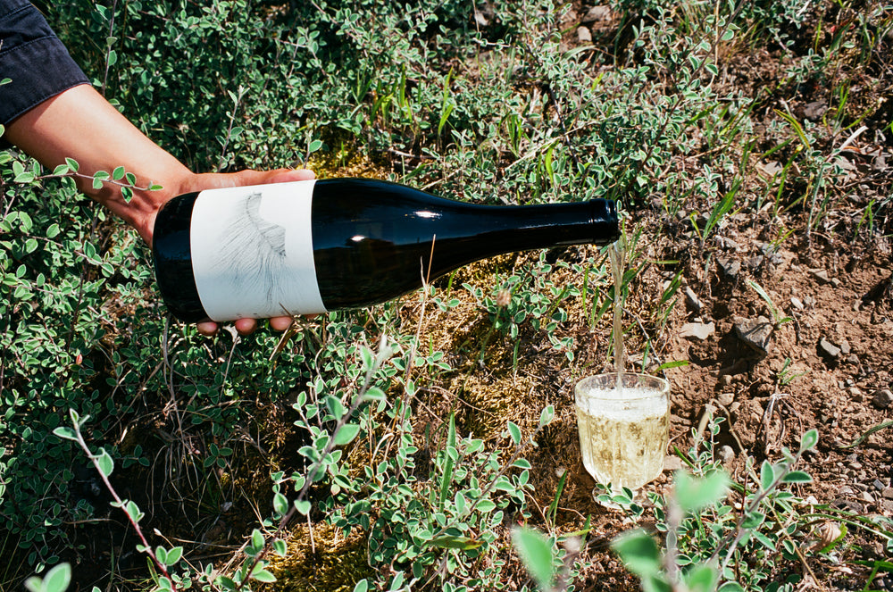 A hand pours 2022 Michael Mara Chardonnay from Broc Cellars, with a bird-illustrated dark bottle, into a glass amid greenery and soil, capturing the lush essence of the Sonoma Coast.