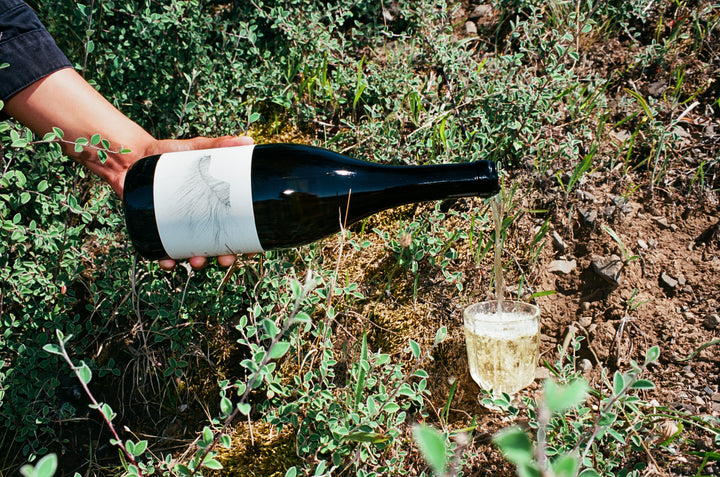 A hand pours 2022 Michael Mara Chardonnay from Broc Cellars, with a bird-illustrated dark bottle, into a glass amid greenery and soil, capturing the lush essence of the Sonoma Coast.