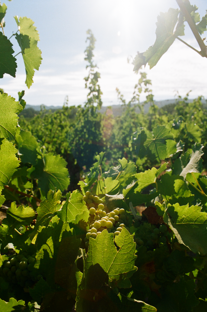 A close-up of green grapes on a vine, sunlit through leaves at an organic Mendocino estate, with a hazy vineyard beyond. Featured: The Fox Hill Collection by Broc Cellars.