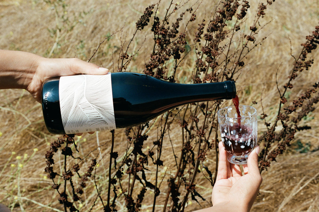 Pouring a 2022 Vine Starr Zinfandel from Broc Cellars into a small glass, the scene with dried plants and brown grass evokes the natural, rustic charm of Sonoma Vineyards.