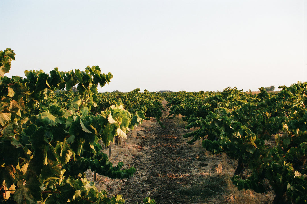Rows of grapevines grow in a vineyard under a clear sky, with green leaves and dry, brown soil visible between the plants. The scene has natural light and stretches into the distance.