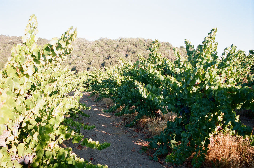 Rows of grapevines grow along a dirt path in a vineyard with green foliage and a wooded hillside in the background, under a clear sky.