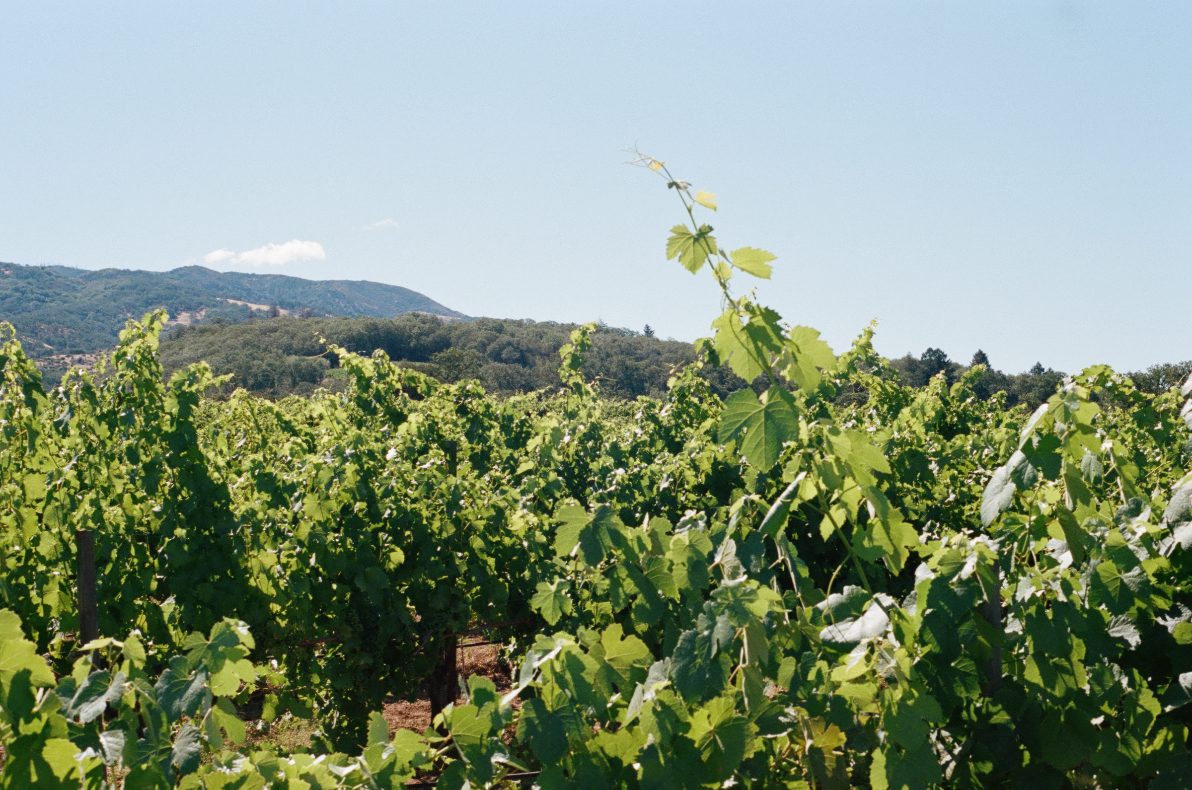 Rows of grapevines grow in a vineyard under a clear blue sky, with green hills and a distant mountain in the background.