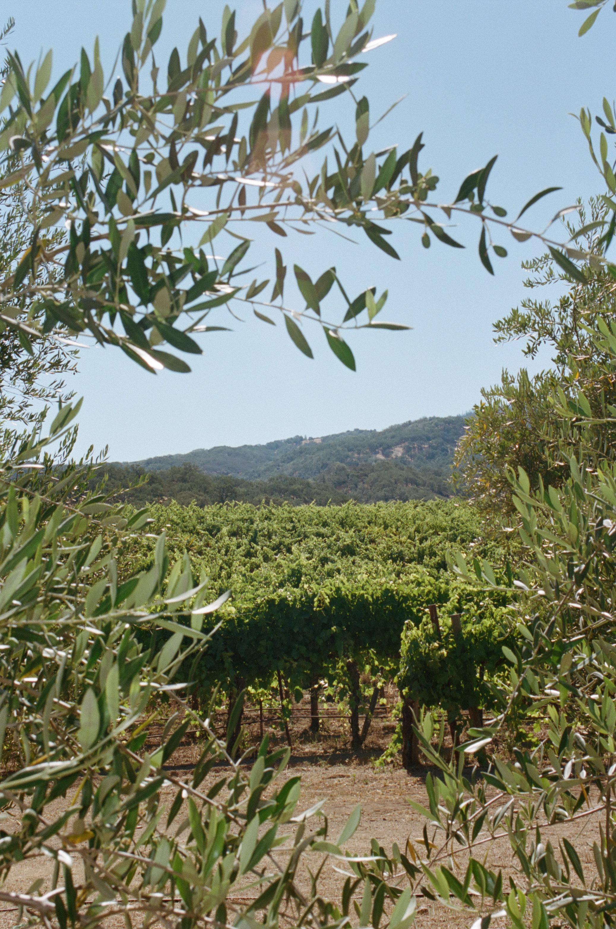 Rows of grapevines in a vineyard are seen through an opening in leafy branches, with distant hills and a clear blue sky in the background.