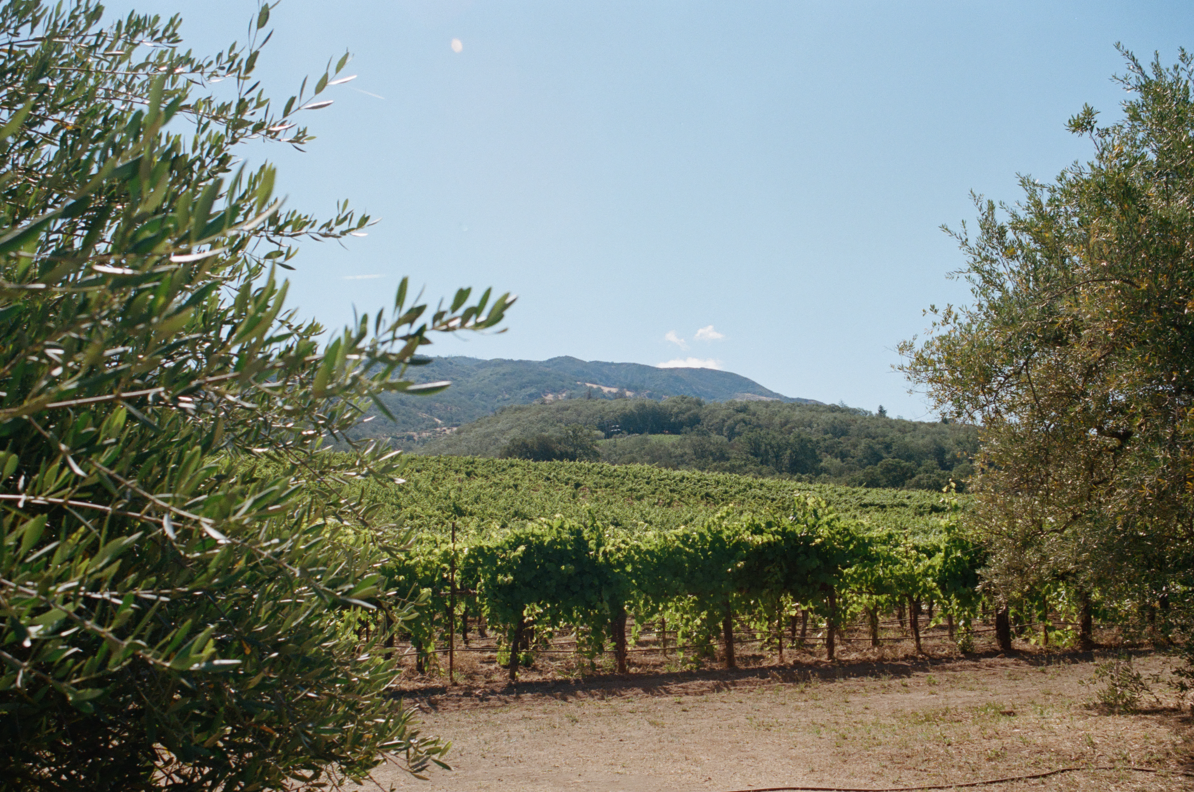 A vineyard with rows of grapevines stretches out toward a tree-covered hillside under a clear blue sky. Olive trees frame the image in the foreground on both sides.