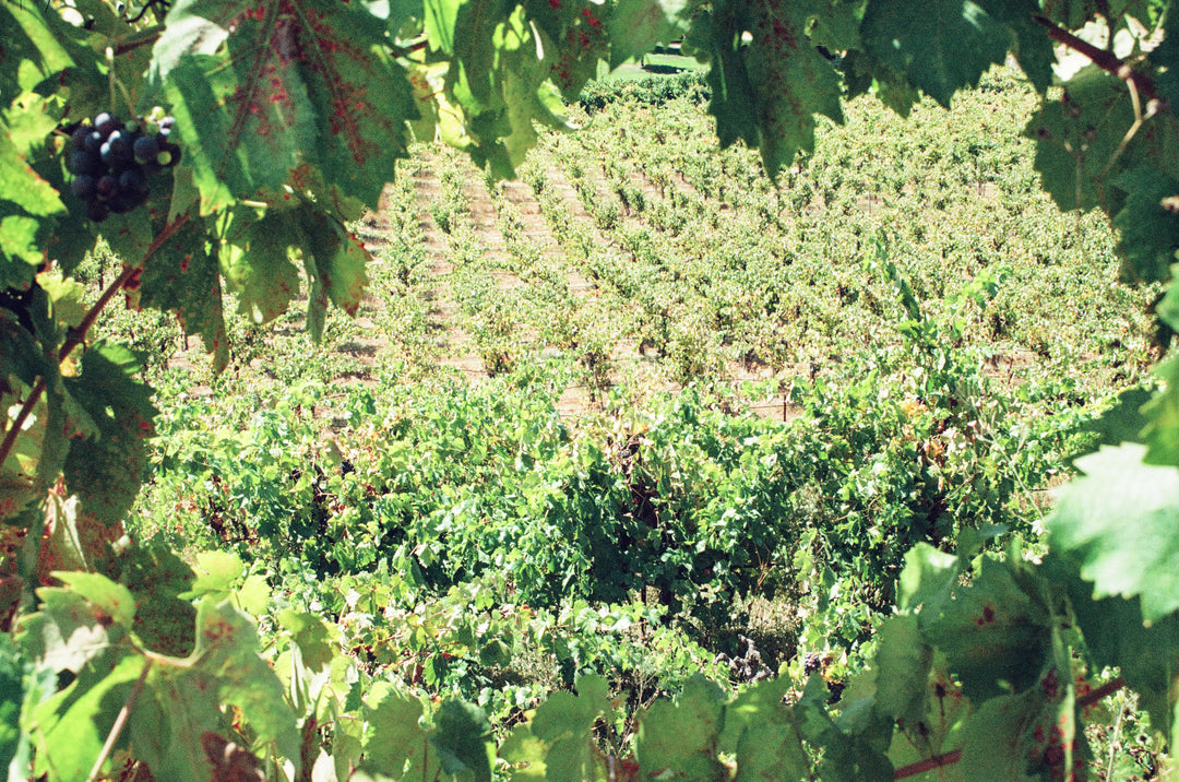Rows of grapevines in a vineyard are seen through a frame of green leaves with a small bunch of dark grapes visible in the top left corner. The scene is brightly lit by sunlight.