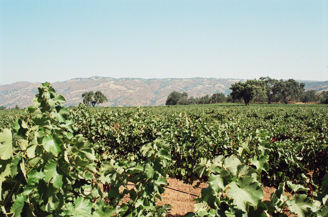 Rows of grapevines stretch across Fox Hill Vineyard, home to Broc Cellars’ The Fox Hill Collection—renowned Italian varietals and exceptional organic estate wines grown under clear skies amid rolling hills.