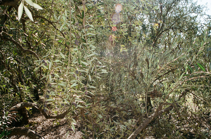 Sunlight filters through dense olive tree branches at the Mendocino County grove where Broc Cellars’ 2025 Fox Hill Olive Oil is produced. Green leaves create dappled light above the dry leaves and soil, showcasing a thriving landscape.