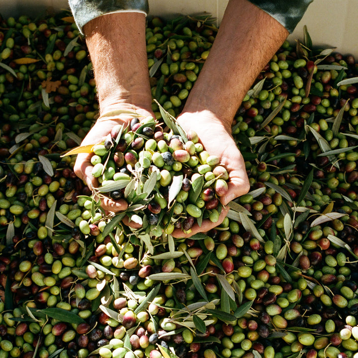 A person holds a large handful of fresh green and purple olives over a crate filled with more olives and olive leaves—ideal for crafting Broc Cellars 2025 Fox Hill Olive Oil.