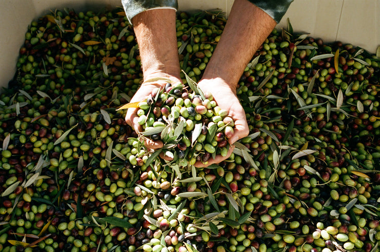 Hands gently cradle a mix of green and purple olives with leaves, poised above a large container brimming with more olives—an exclusive glimpse for those joining the Broc Cellars 2024 Olio Nuovo club in November.