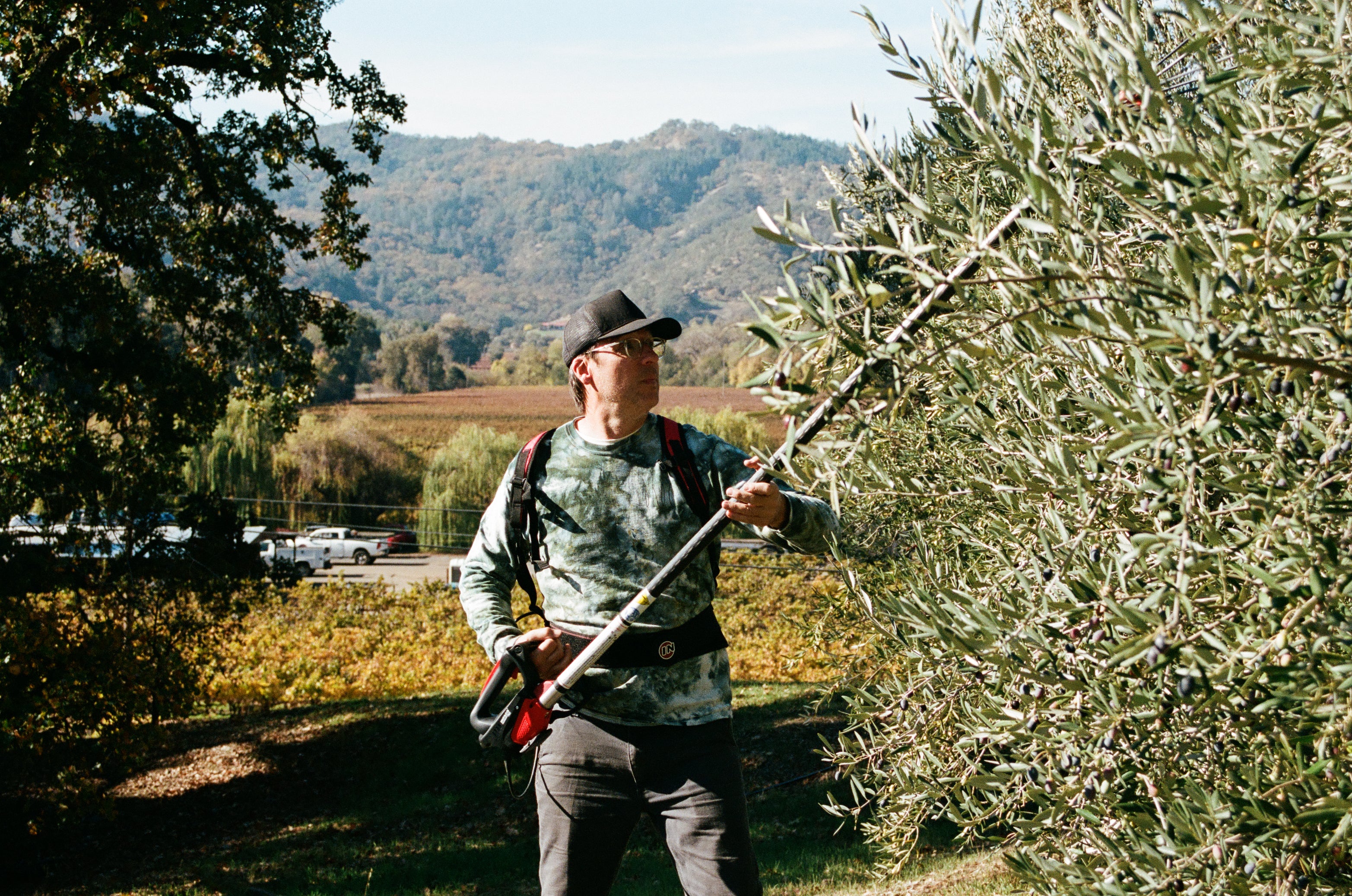 2025 Fox Hill Olive Oil | Broc Cellars