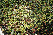 A large pile of Broc Cellars 2024 Olio Nuovo olives in various shades sits in natural lighting, suggesting an outdoor harvest. Exclusive for club members joining November 2024, these freshly picked olives come with some leaves still attached.