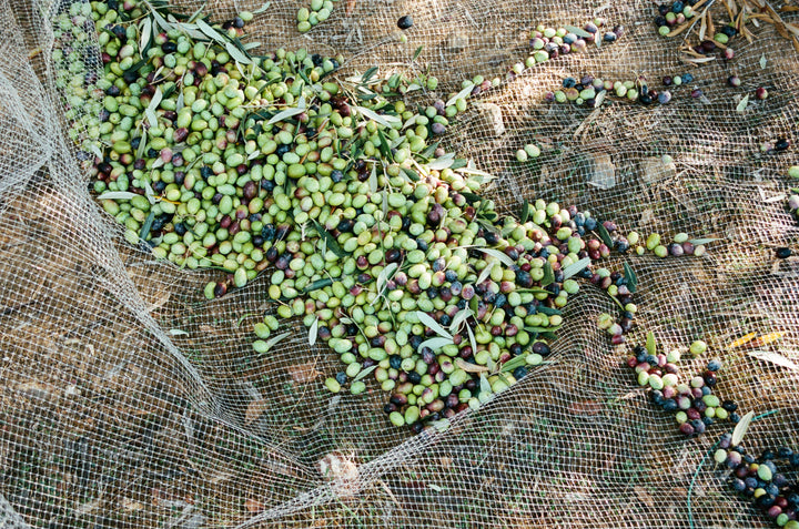 A close-up of a mesh net on the ground holds a large pile of freshly harvested olives with branches and leaves—ideal for crafting Broc Cellars’ 2025 Fox Hill Olive Oil.