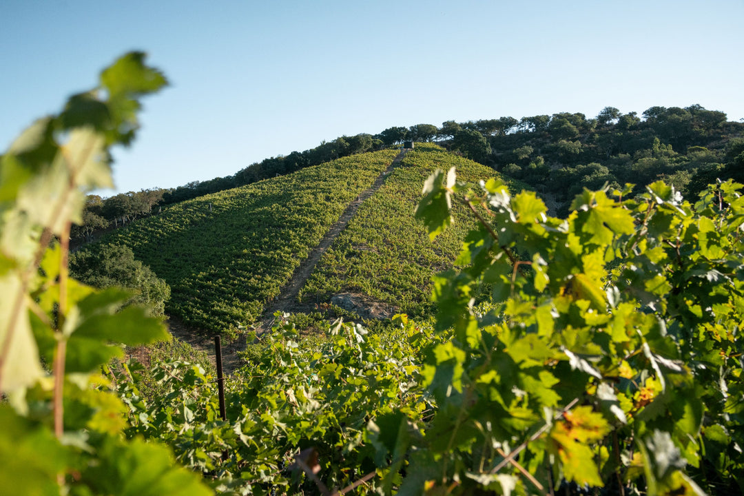 Rows of Italian varietals climb a hillside at Broc Cellars&