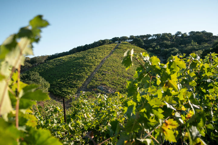 Rows of Italian varietals climb a hillside at Broc Cellars&