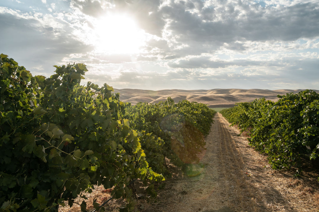 Under a partly cloudy sky at Fox Hill Vineyard, dry hills frame Broc Cellars’ The Fox Hill Collection—renowned for Italian varietals and organic estate wines grown among rows of stretching grapevines.