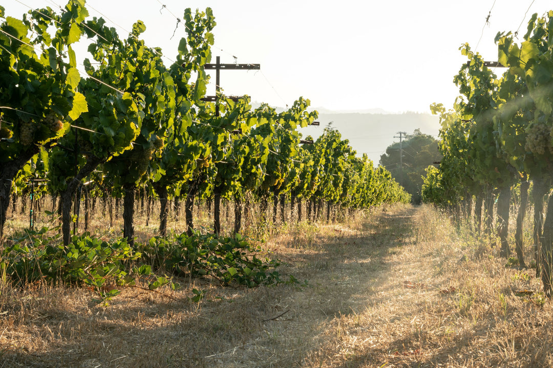 Rows of grapevines in a vineyard with green leaves, supported by wooden posts and wires, on dry grass under sunlight. The scene is bright and the sky is clear.