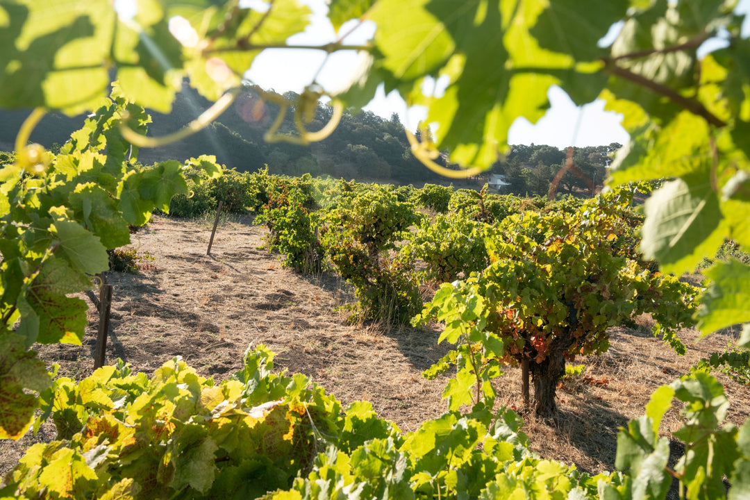 Rows of grapevines grow in a sunlit vineyard, with green leaves in the foreground and dry grass covering the ground. Trees and hills are visible in the background under a clear sky.