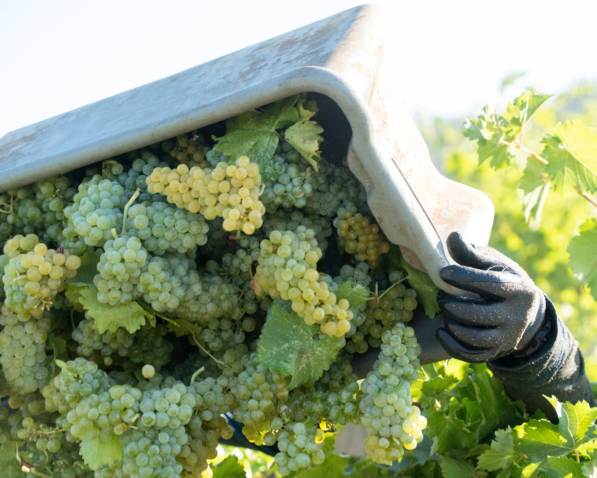 A close-up outdoor shot of a hand wearing a black work glove holding a metal container filled with unripe green and yellow grape clusters among vine leaves in a vineyard.