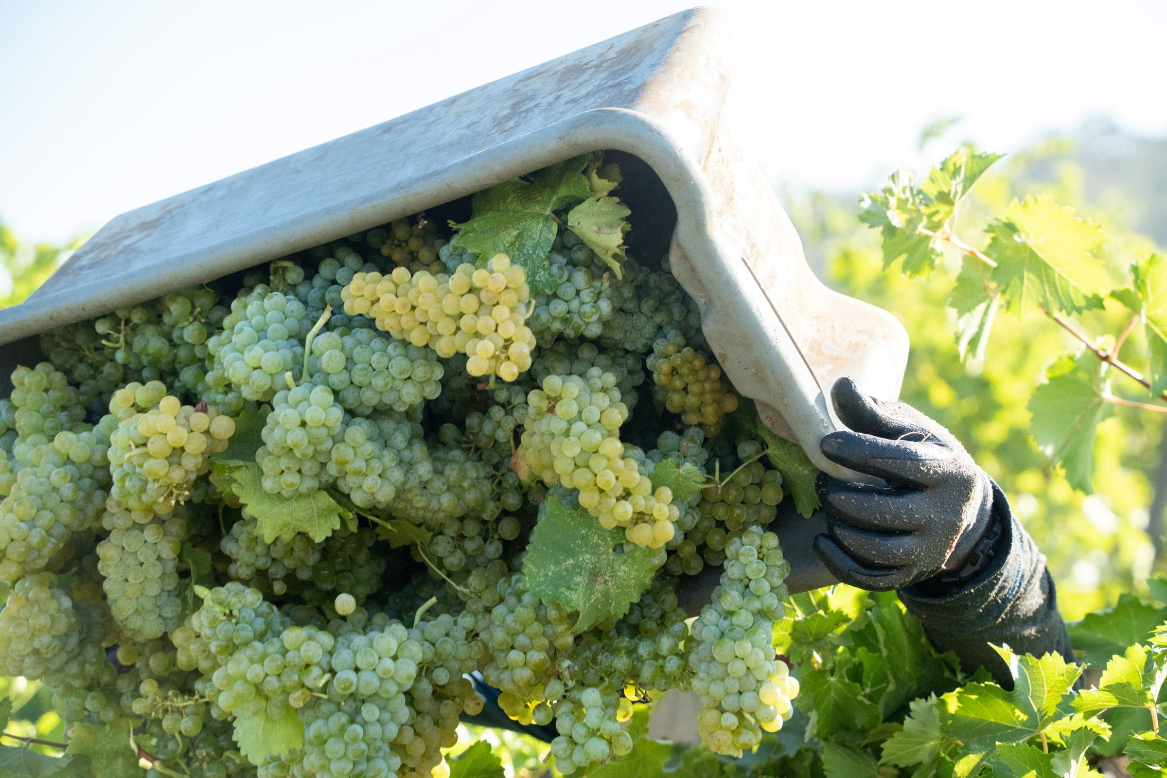 A close-up outdoor shot of a hand wearing a black work glove holding a metal container filled with unripe green and yellow grape clusters among vine leaves in a vineyard.