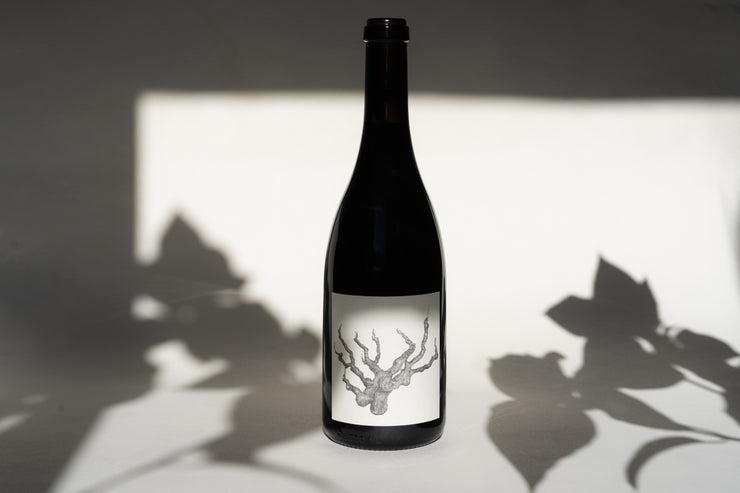 A 2016 OLD VINE CARIGNAN by Broc Cellars stands against a white background, casting a shadow with leaves on either side. The label features an intricate tree illustration suggesting an ancient vineyard origin, highlighted in perfect lighting.