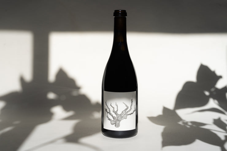 2013 OLD VINE CARIGNAN