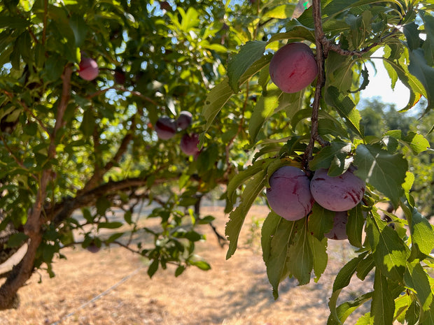 A cluster of ripe purple plums hangs amid green leaves, ideal for crafting Broc Cellars’ June Taylor x Fox Hill Santa Rosa Plum w/ Lavender; more fruit and branches appear in the background above sun-kissed dry grass.