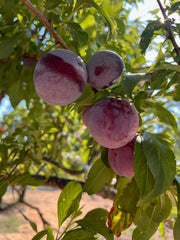 Close-up of ripe Santa Rosa plums, ideal for June Taylor x Fox Hill Santa Rosa Plum w/ Lavender by Broc Cellars, hanging from a branch amid green leaves with sunlight filtering through.
