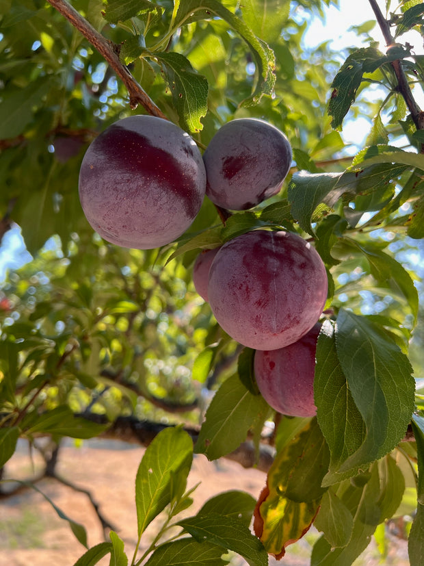 Close-up of ripe Santa Rosa plums, ideal for June Taylor x Fox Hill Santa Rosa Plum w/ Lavender by Broc Cellars, hanging from a branch amid green leaves with sunlight filtering through.