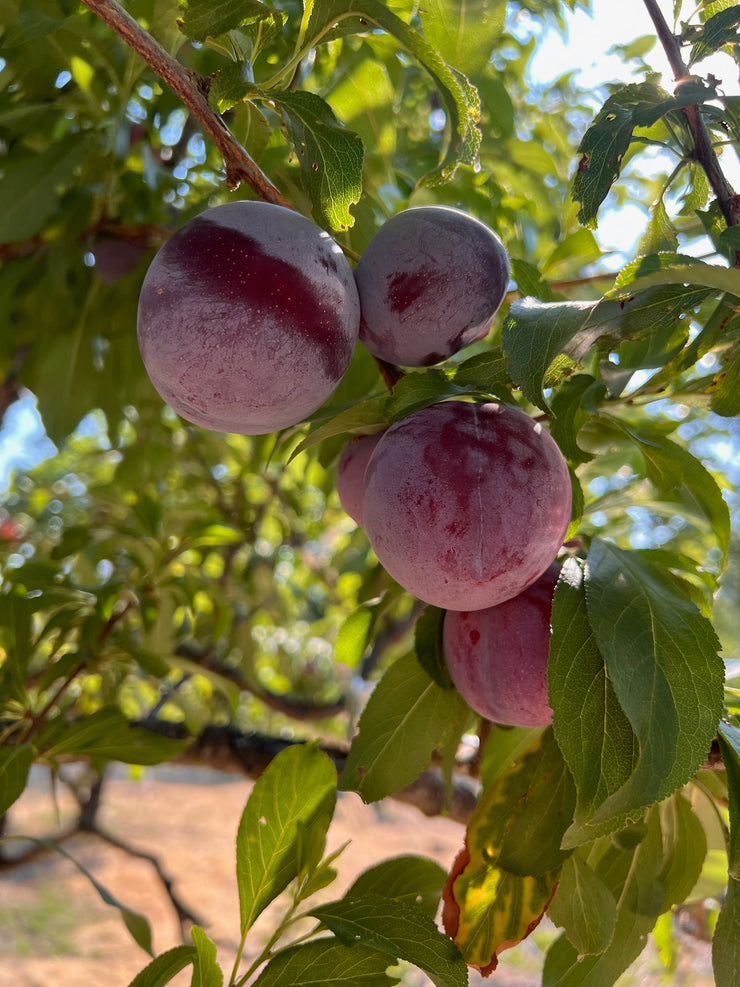 Close-up of ripe Santa Rosa plums, ideal for June Taylor x Fox Hill Santa Rosa Plum w/ Lavender by Broc Cellars, hanging from a branch amid green leaves with sunlight filtering through.