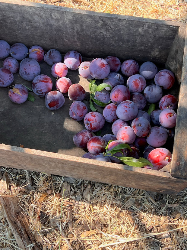 A wooden crate of ripe Santa Rosa plums with green leaves from Broc Cellars x June Taylor sits on dry grass—ideal for making handmade Lavender Plum jam or a low sugar preserve, even if some plums have red spots or blemishes.