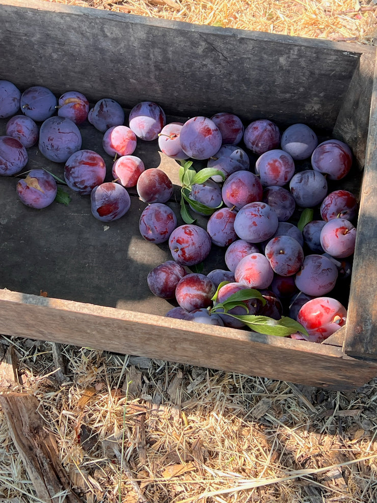 A wooden crate of ripe Santa Rosa plums with green leaves from Broc Cellars x June Taylor sits on dry grass—ideal for making handmade Lavender Plum jam or a low sugar preserve, even if some plums have red spots or blemishes.