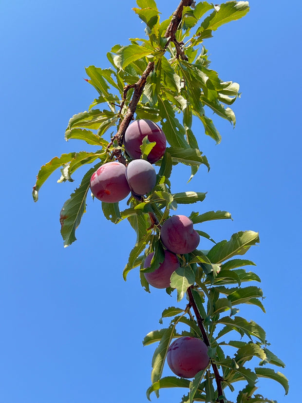 A cluster of ripe Santa Rosa plums—key to crafting June Taylor x Fox Hill Santa Rosa Plum w/ Lavender from Broc Cellars—hangs from a leafy branch under a blue sky.