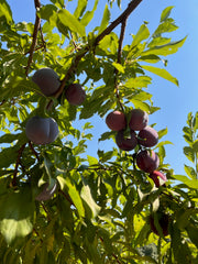 Clusters of round, purple Santa Rosa plums for Broc Cellars' June Taylor x Fox Hill Santa Rosa Plum w/ Bay, nestled among green leaves and set against a bright blue sky.