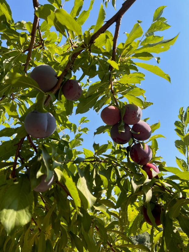 Clusters of round, purple Santa Rosa plums for Broc Cellars' June Taylor x Fox Hill Santa Rosa Plum w/ Bay, nestled among green leaves and set against a bright blue sky.