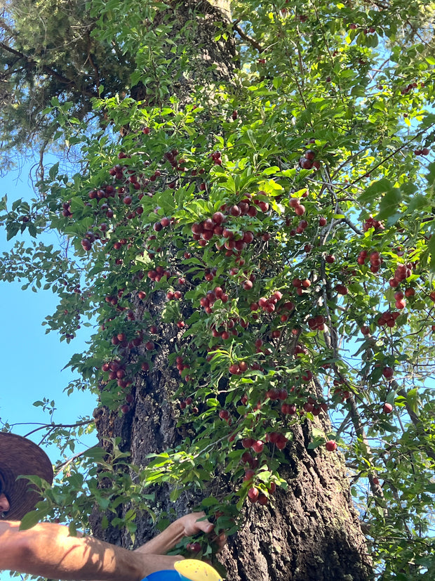 June Taylor Wild Cherry Jam