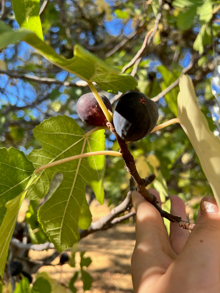 A close-up shows a hand holding a fig branch with one ripe purple fig and another partially ripe. Framed by green leaves in bright sunlight, the scene hints at future Broc Cellars June Taylor Mission Fig + Angelica Jam against blurred branches.