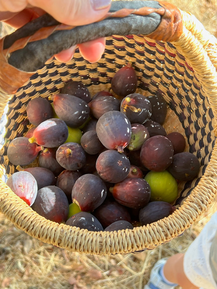 A hand cradles a woven basket brimming with deep purple figs and a few green ones, perfect for crafting Broc Cellars June Taylor Mission Fig + Angelica Jam. The striped interior of the basket rests on dry grass beside someone’s shoe.