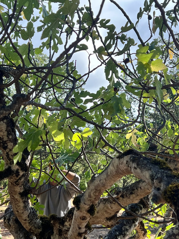 A person reaches through dense fig tree leaves to pick fruit ideal for crafting Broc Cellars June Taylor Mission Fig + Angelica Jam, with thick, lichen-covered branches under a partly cloudy sky.